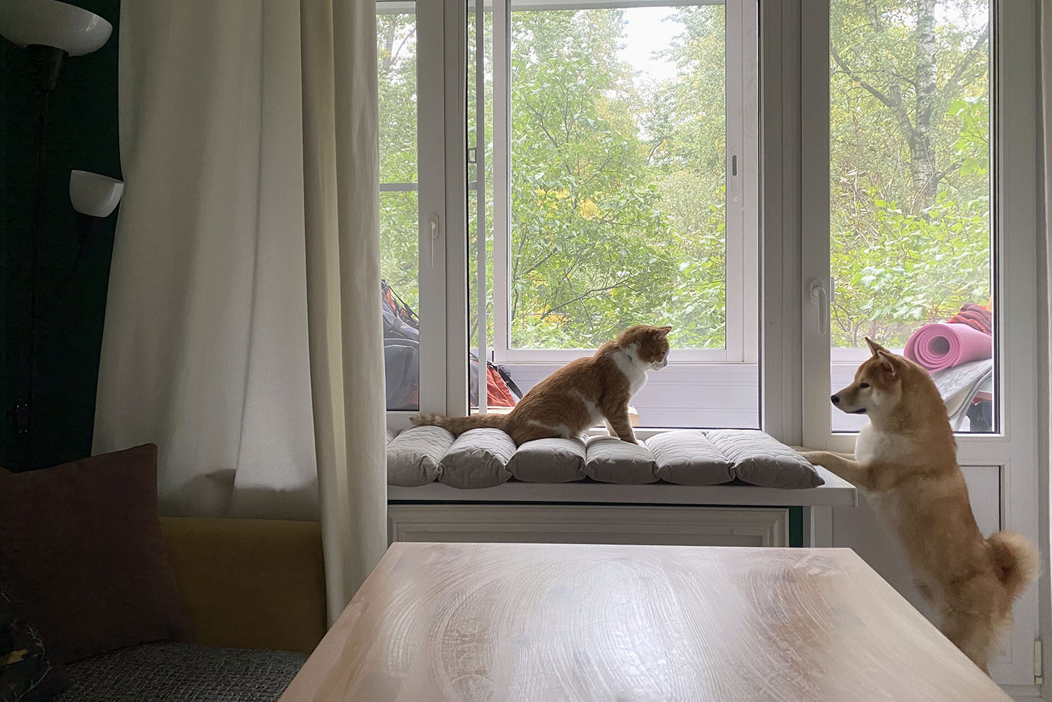 Такую лежанку для кота купила Юля Цицеронова, выпускающий редактор Т⁠—⁠Ж. Кот любит прятаться на ней от собаки и смотреть в окно. Коту удобно, пластиковый подоконник не царапается, а серый цвет лежанки гармонирует с интерьером. Похожую можно сшить своими руками