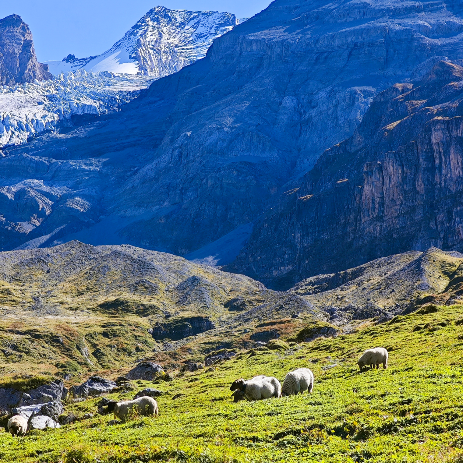 Неторопливые овечки — тихие обитатели склонов Эшинен-Зе, которые внезапно появляются и растворяются на просторах гор