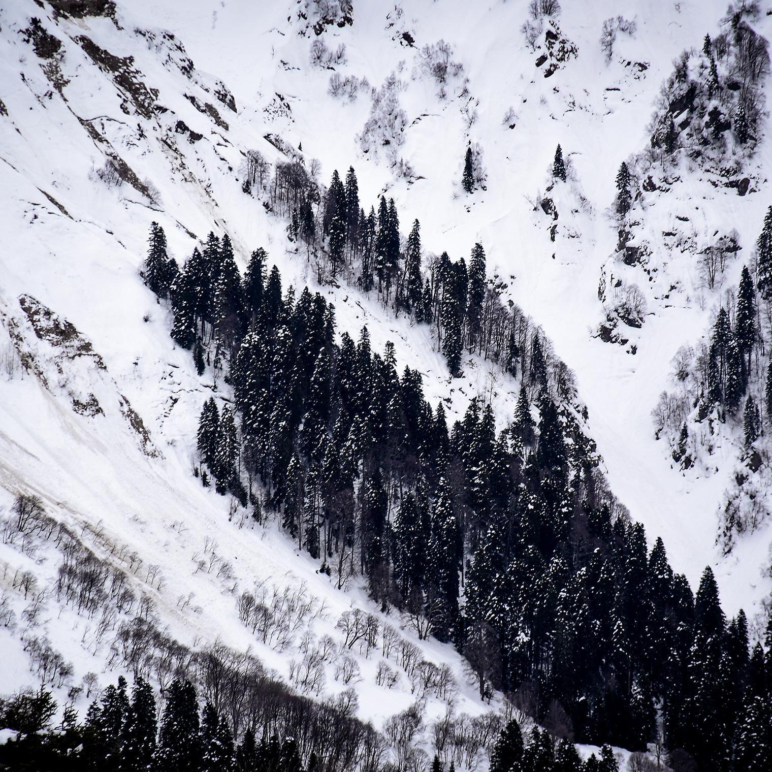 Меня привлек контраст хвойного леса и снежного склона