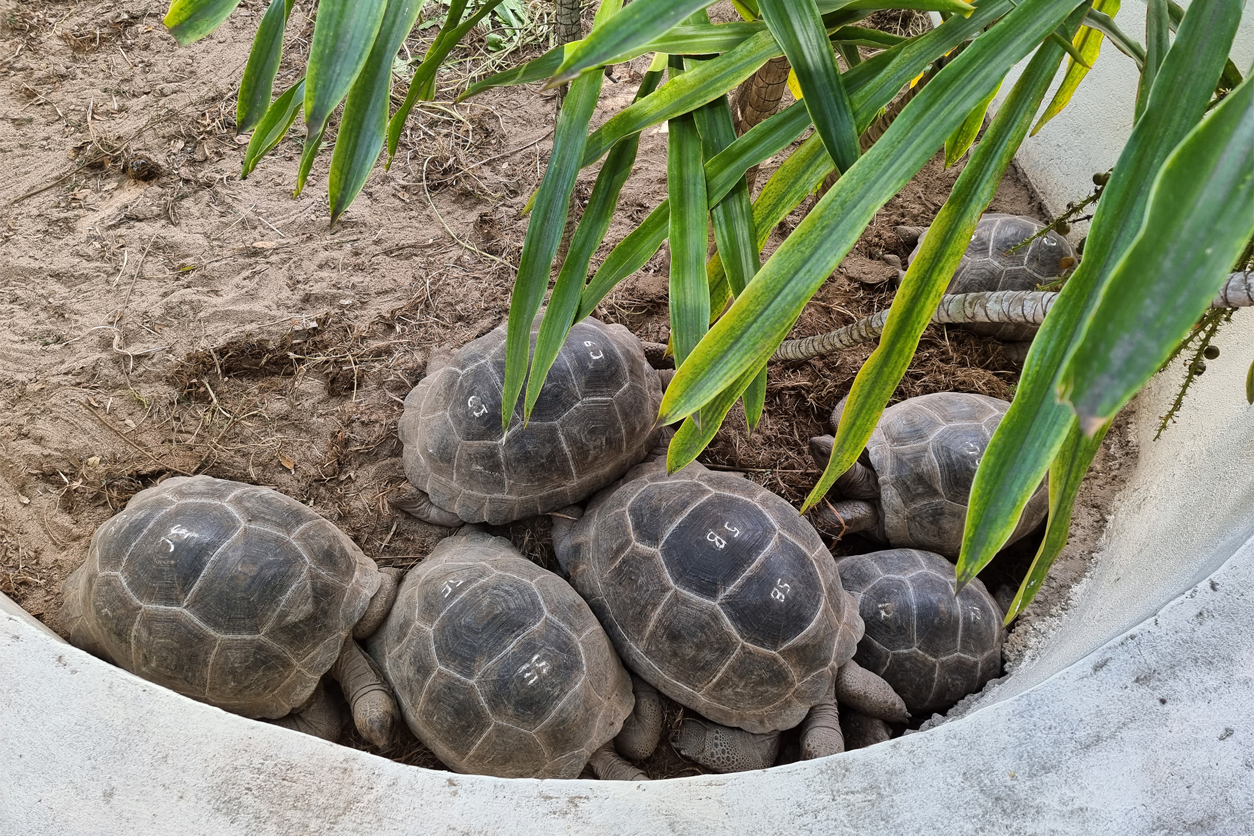 Детеныши сейшельской черепахи. Этот вид знаменит своими огромными размерами: вес взрослых особей может достигать 250 килограммов. В дикой природе обитают только на острове Альдабра, в других частях Сейшел их популяцию истребили. На Силуэт их завезли специально и содержат в полуодомашненных условиях