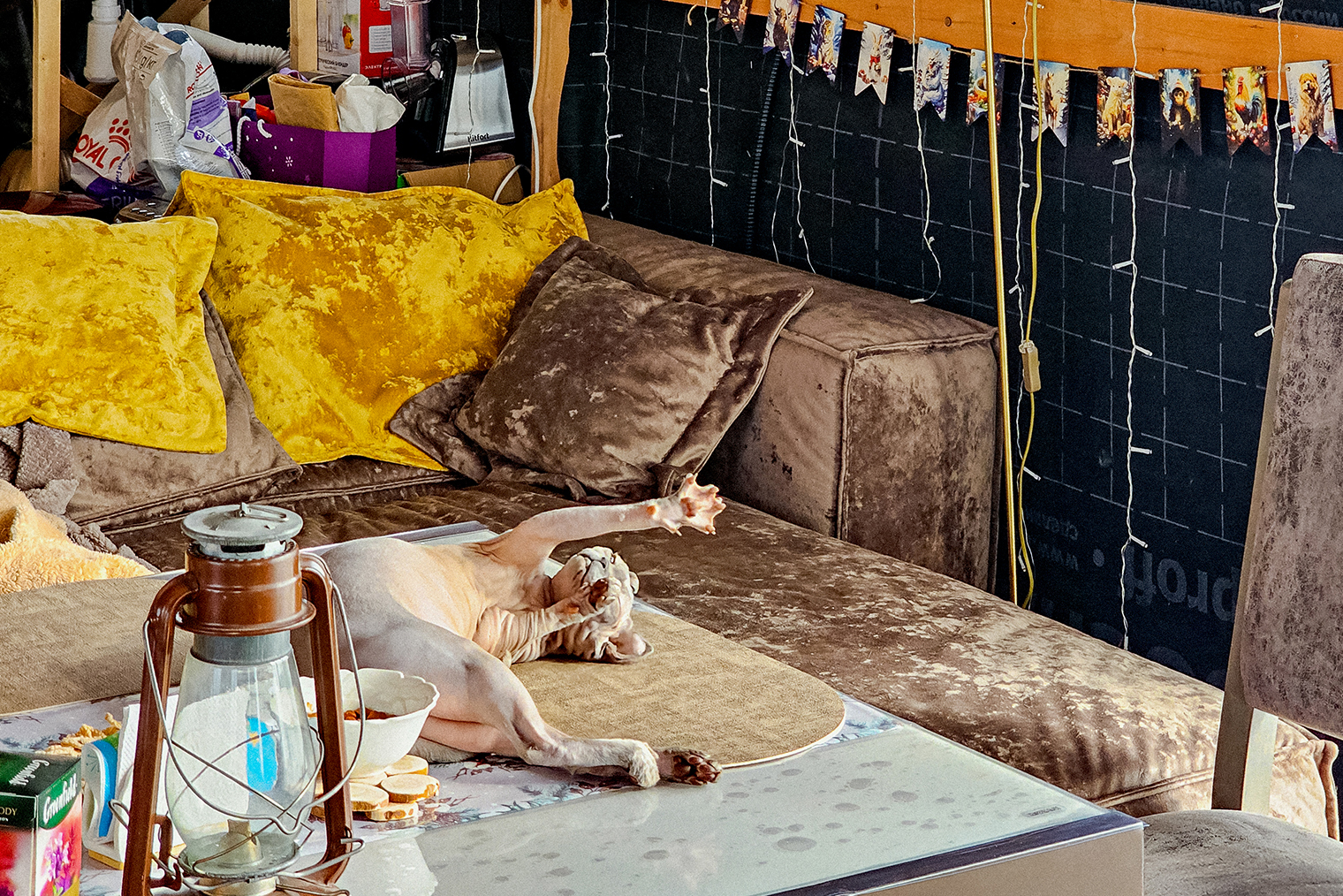 Лика всегда там, где солнечный свет! И не всегда это нормальное место. В этот раз она в поисках света оказалась на столе. А я — в поисках кошки, пока она спала практически перед моим носом