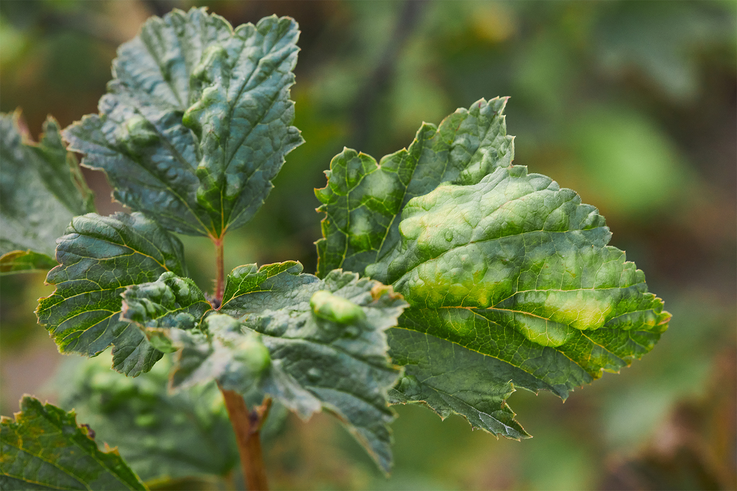 Так выглядит листья, пораженные листовой галлицей. © krolya25 / Shutterstock / FOTODOM