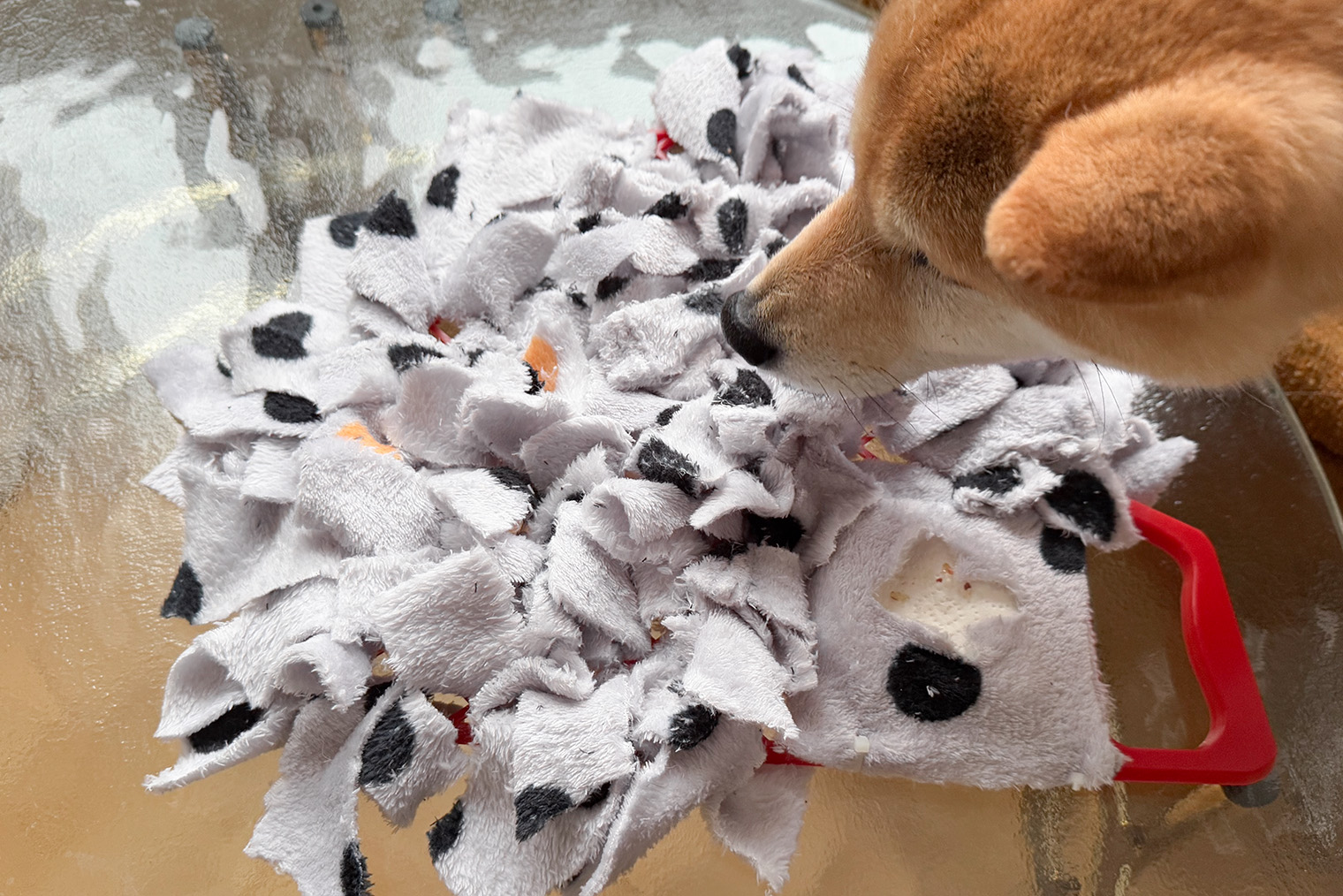 Думаю, Кумо утомила сборка игрушки, но мы добились прогресса