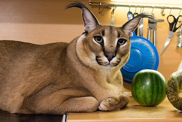 Большой русский кот и маленький арбуз. © Prozhony