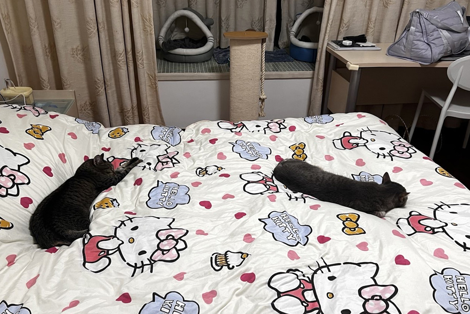 Перед переездом обсудила с работодателем, что планирую привезти из Петербурга двух котов и мне нужна квартира, где разрешено держать домашних животных. Компания нашла такую. Соседка не против и с радостью присматривает за питомцами, когда я в командировках