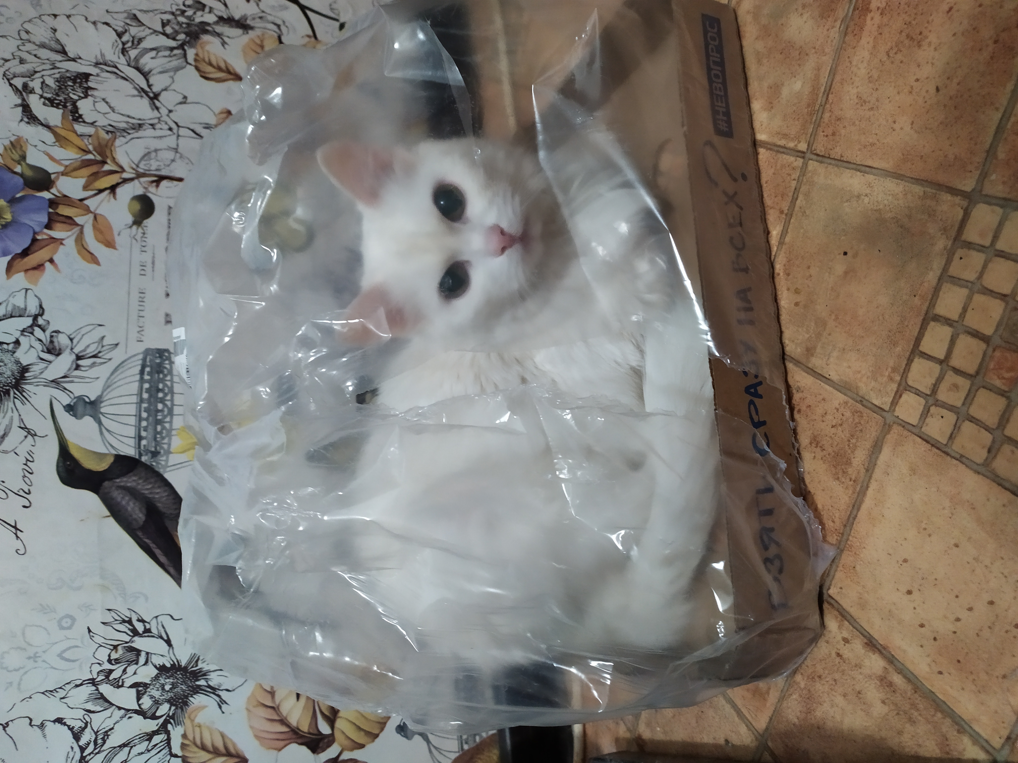 Оригинальная упаковка кошки на подложке