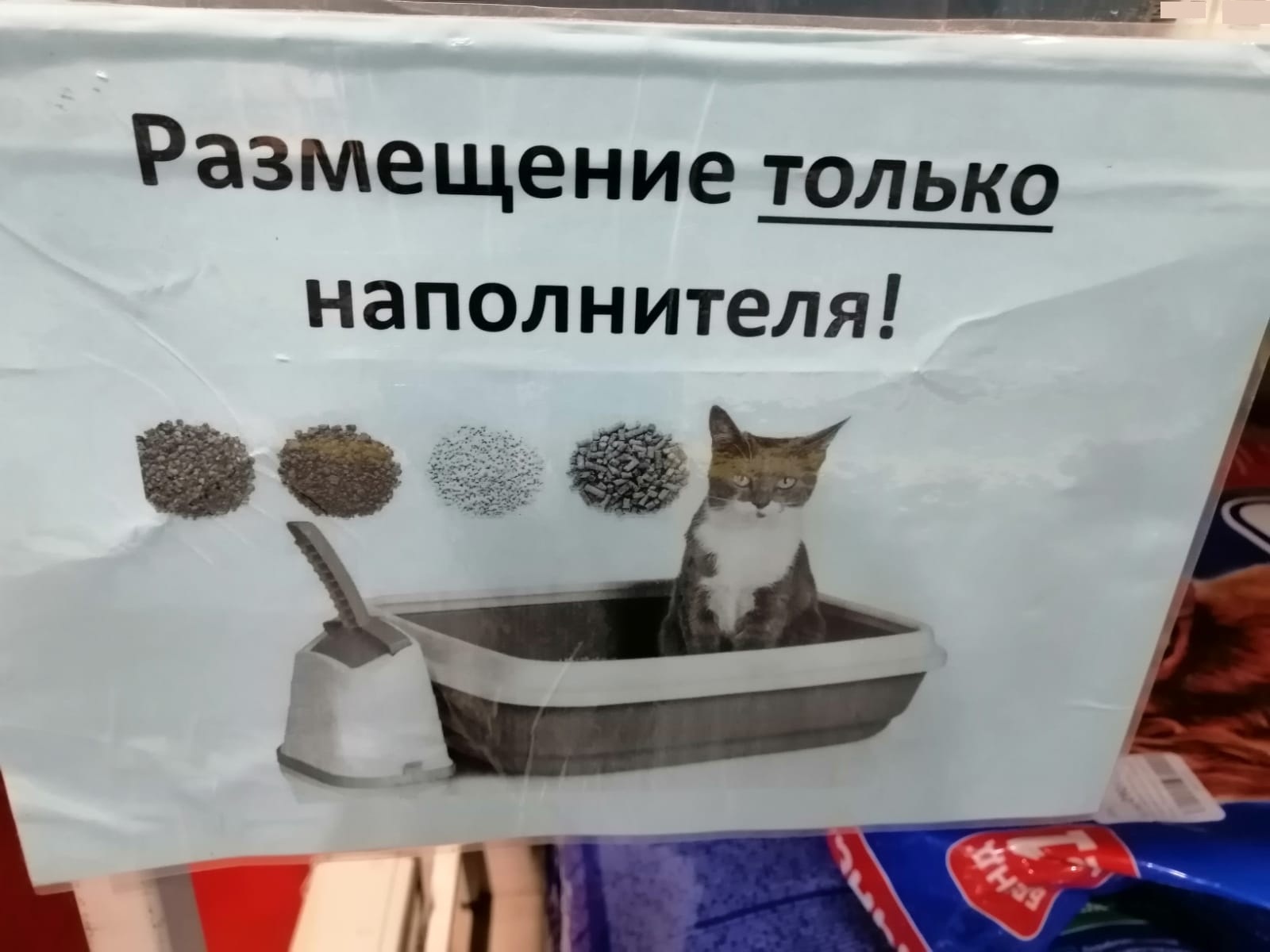 Котик похож на моего