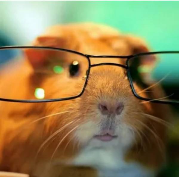 Business Hamster 