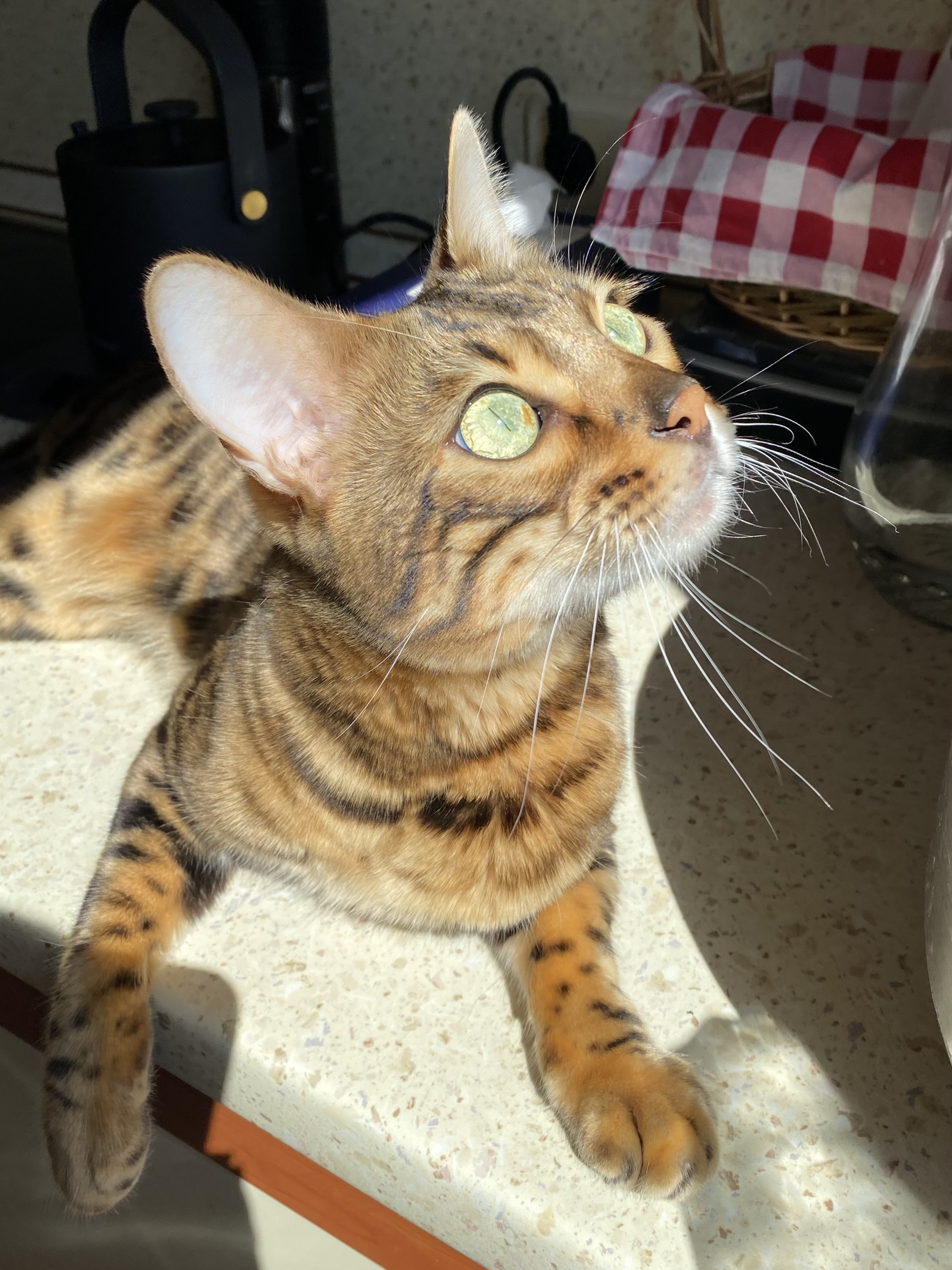 СолГудКэт занял кухню