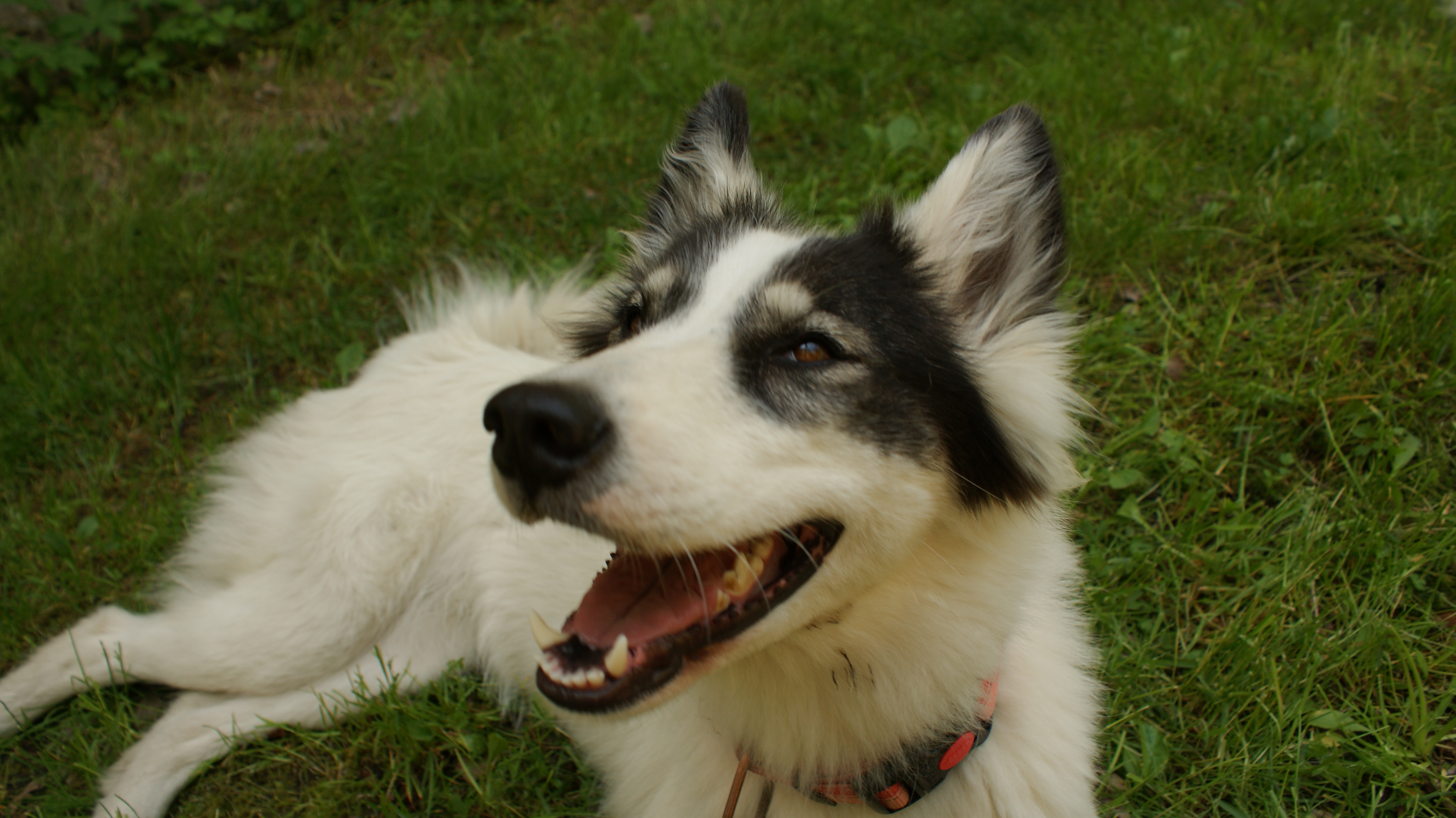 На фотографии моя любимая собака из-за которой я попала в зоосферу ;)