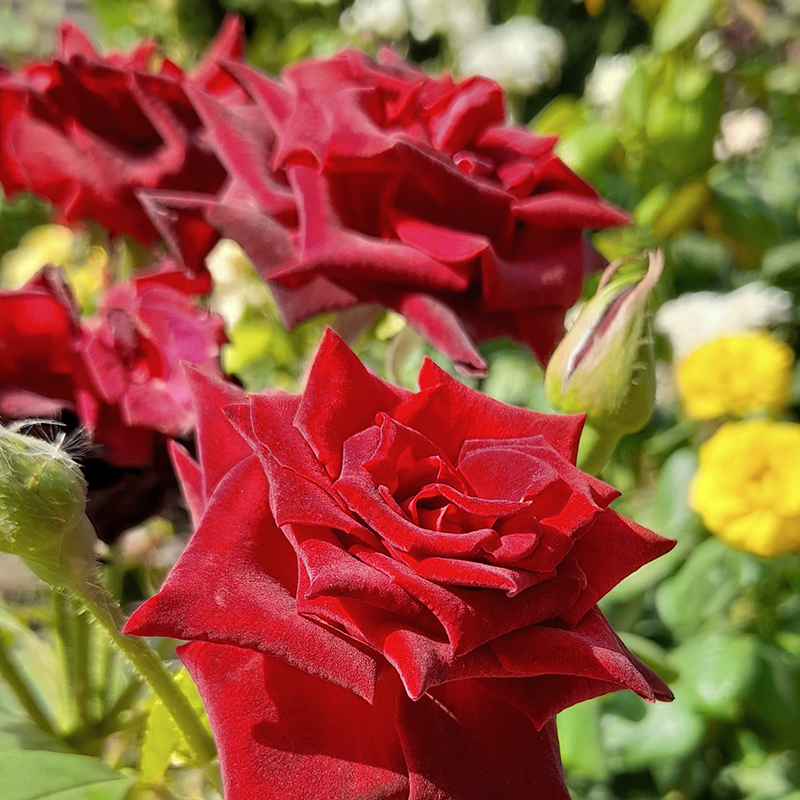 Шикарные розы в «Агате»