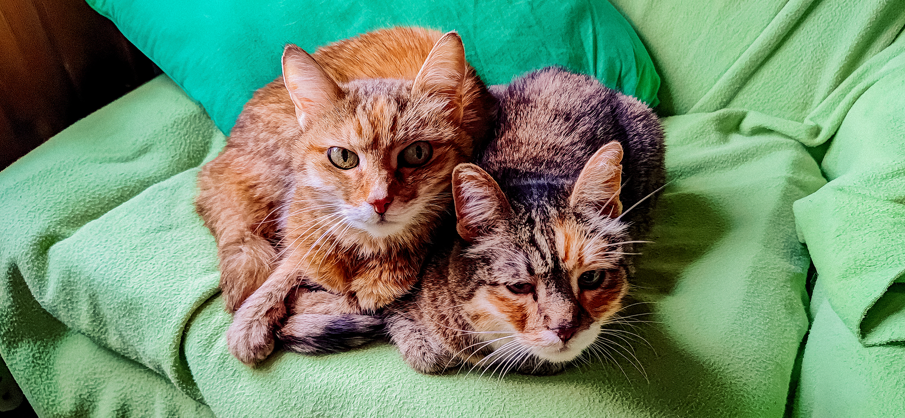 «Взяла домой шипя­щего грем­лина»: я забрала из веткли­ники кошку, от кото­рой отказалась хозяйка