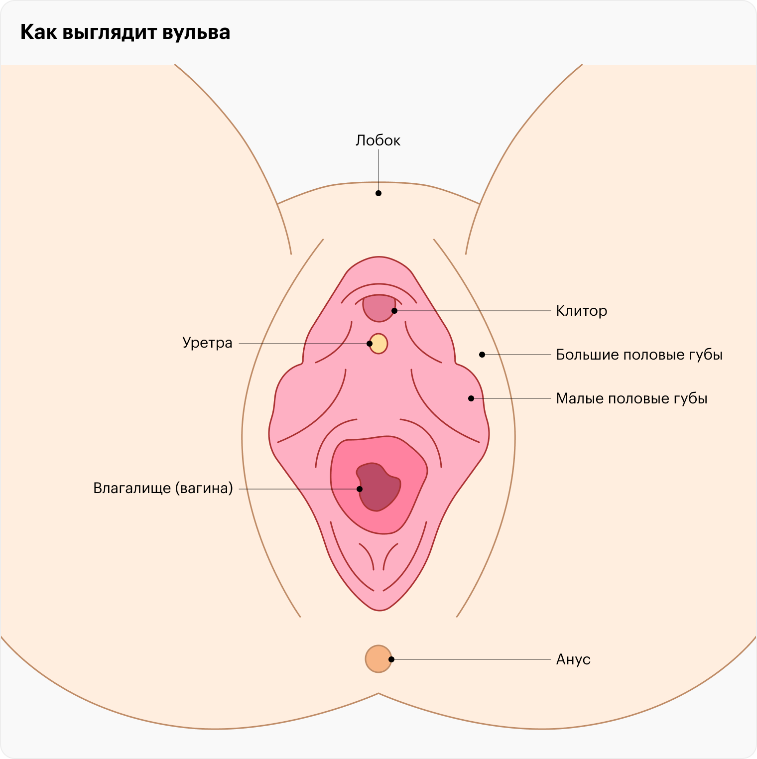 Устройство вульвы — наружных половых органов