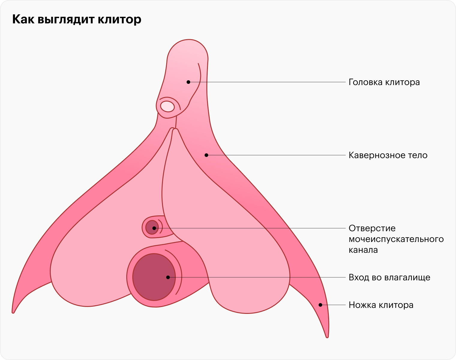 Клитор, как и мужской половой член, твердеет и набухает во время возбуждения и приводит к оргазму после стимуляции