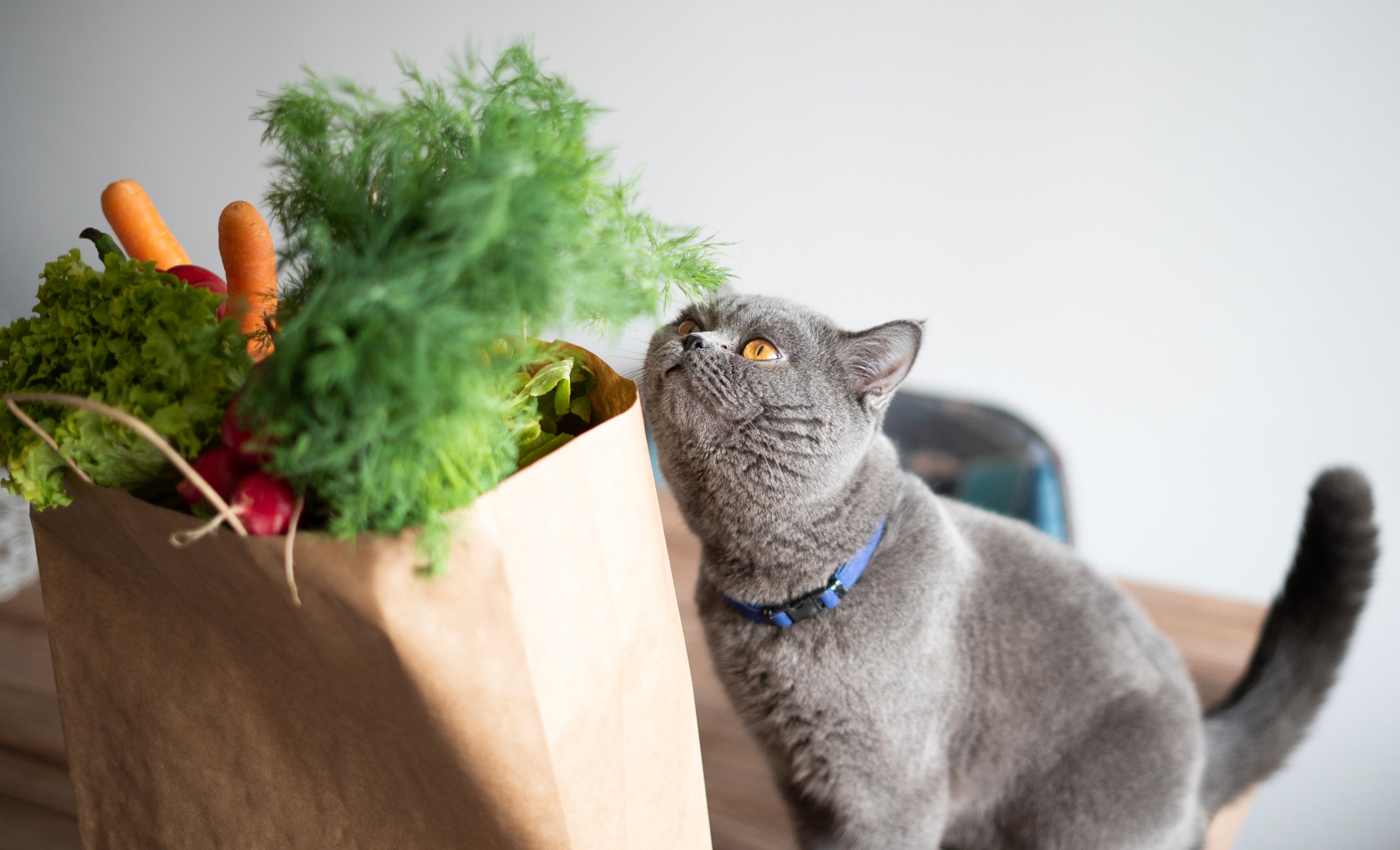 Дать обнюхать что-нибудь новое