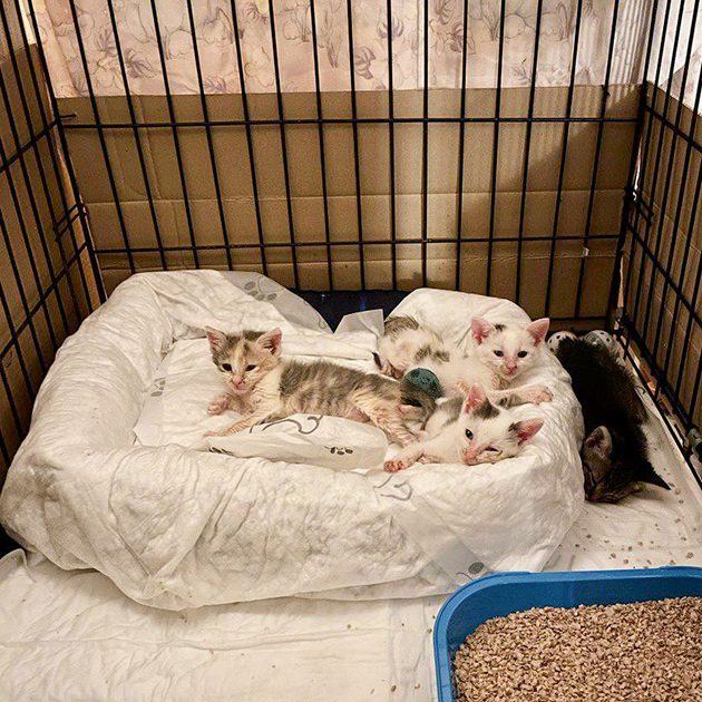 Вот такими крохами были котята в те времена