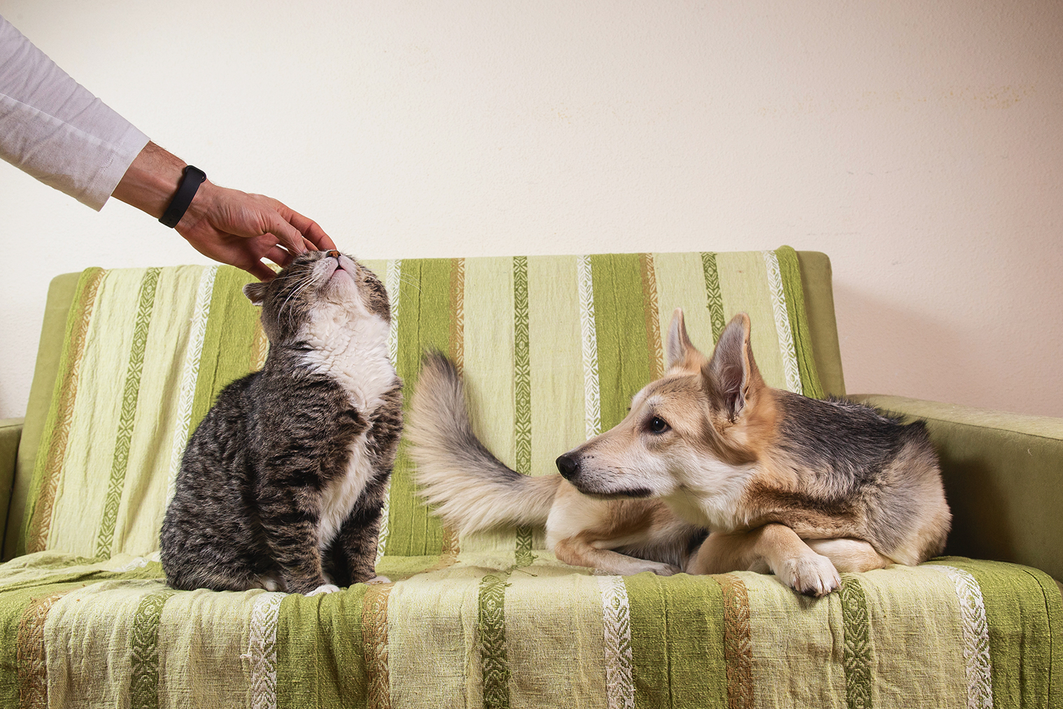 Собака может испытать негативные чувства, если видит, как вы гладите другое животное, и тоже хочет ласки. Фотография: Alex Zotov / Shutterstock / FOTODOM