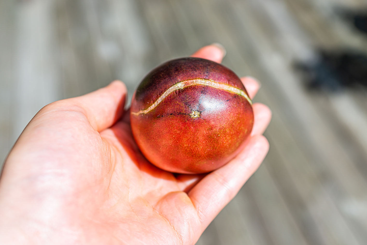 Дачники считают, что помидоры трескаются от избыточного полива, но это лишь одна из причин. Фотография: Kristi Blokhin / Shutterstock / FOTODOM