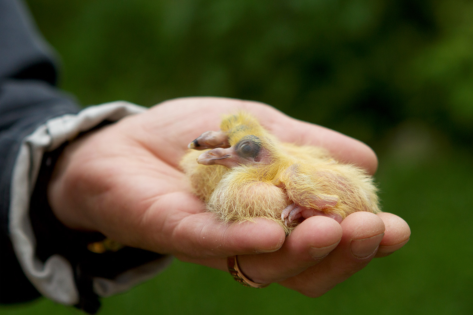 Так выглядят птенцы голубей: они живут в гнезде, пока не станут достаточно самостоятельными. Фотография: Bela Zamsha / Shutterstock / FOTODOM