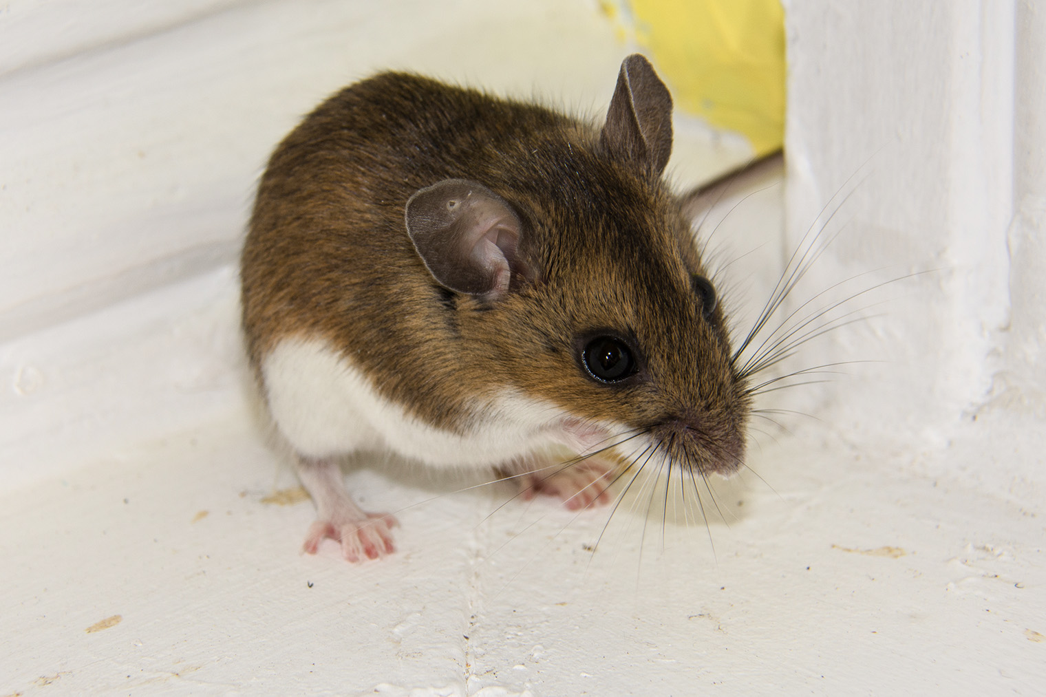Вот так выглядит домовая мышь. Фотография — Landshark1 / Shutterstock / FOTODOM