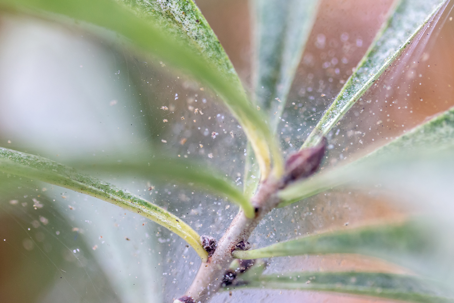 Паутинный клещ на листьях. Это уже запущенное растение, в самом начале паутинка едва заметна. © Robert Lessmann / Shutterstock / FOTODOM