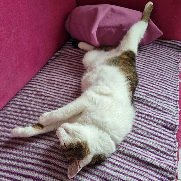 Кот отдыхает рядом