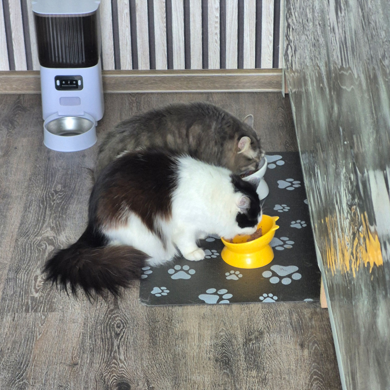 Коты за завтраком