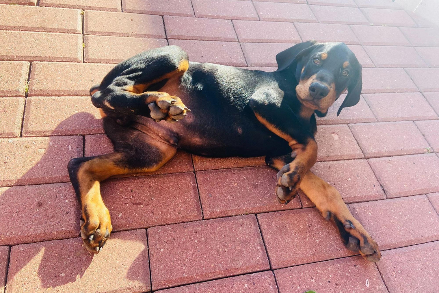 Один из щенков, которого мы отдали