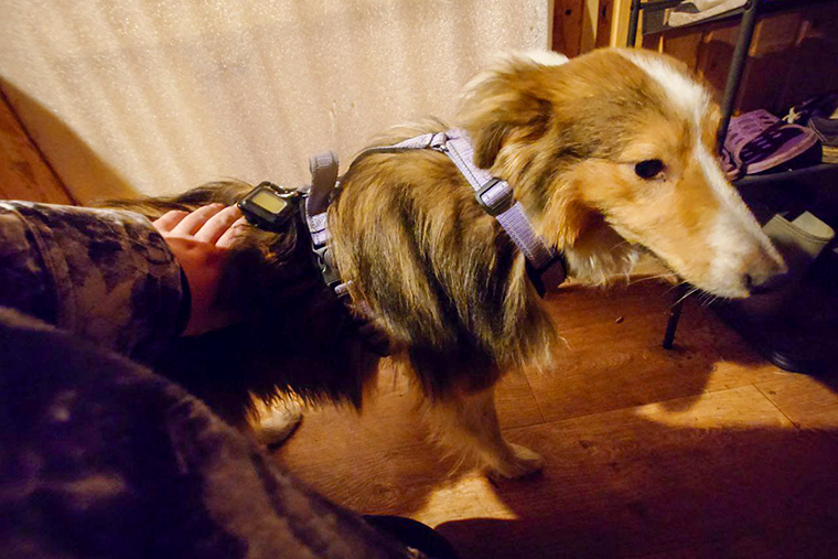 Грустный песель. Не очень любит шлейку, поэтому поначалу выглядит в ней жалко