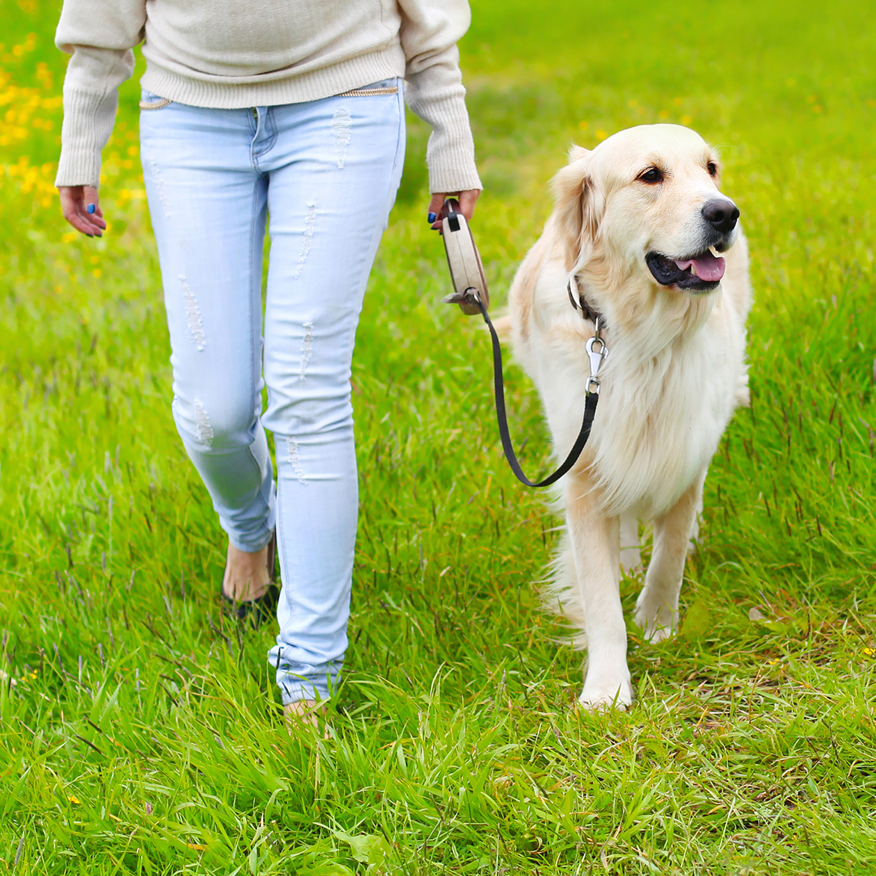 Если собака склонна тянуть поводок, лучше не использовать рулетку. Фотография: Rohappy / Shutterstock / FOTODOM
