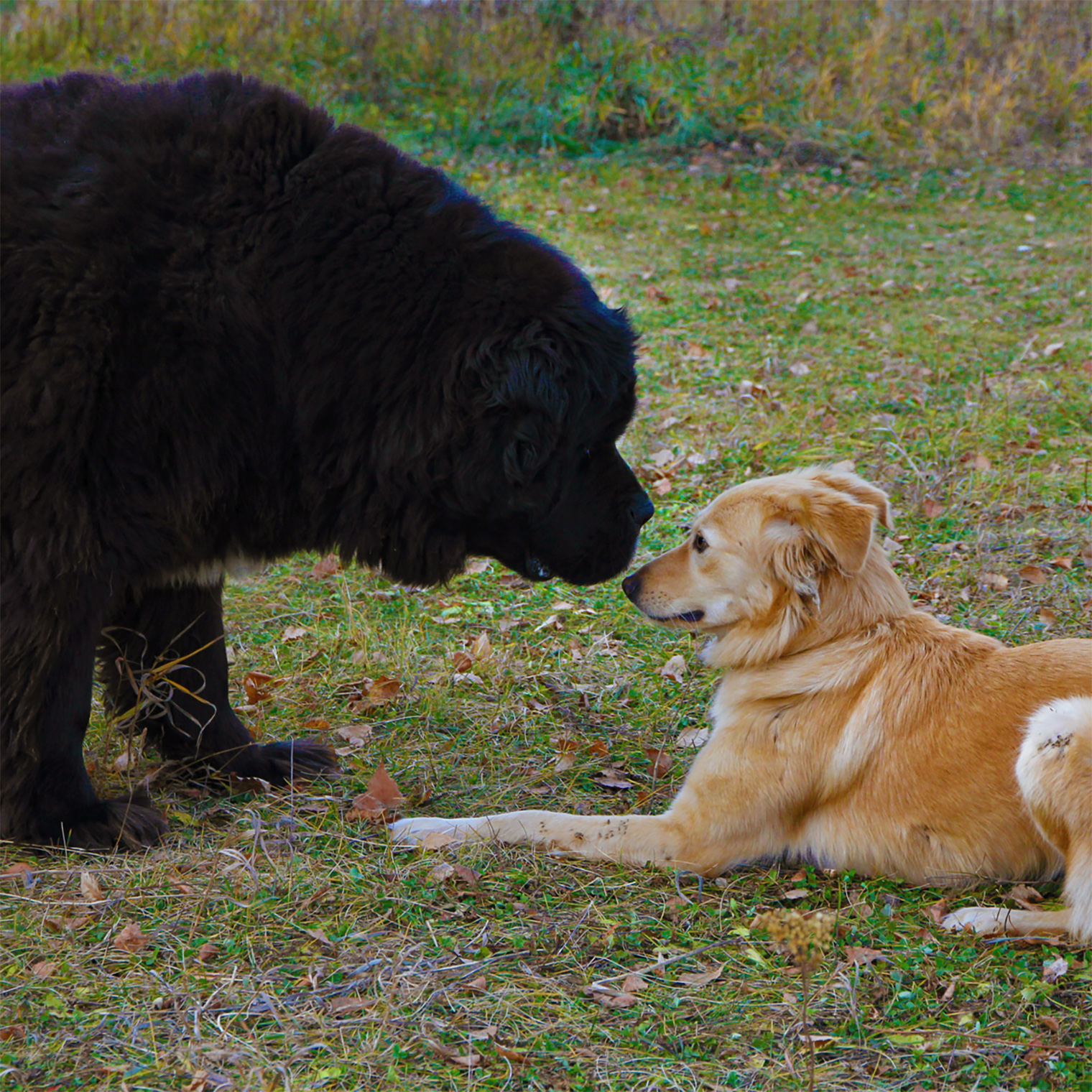 Идет проверка партнера на совместимость