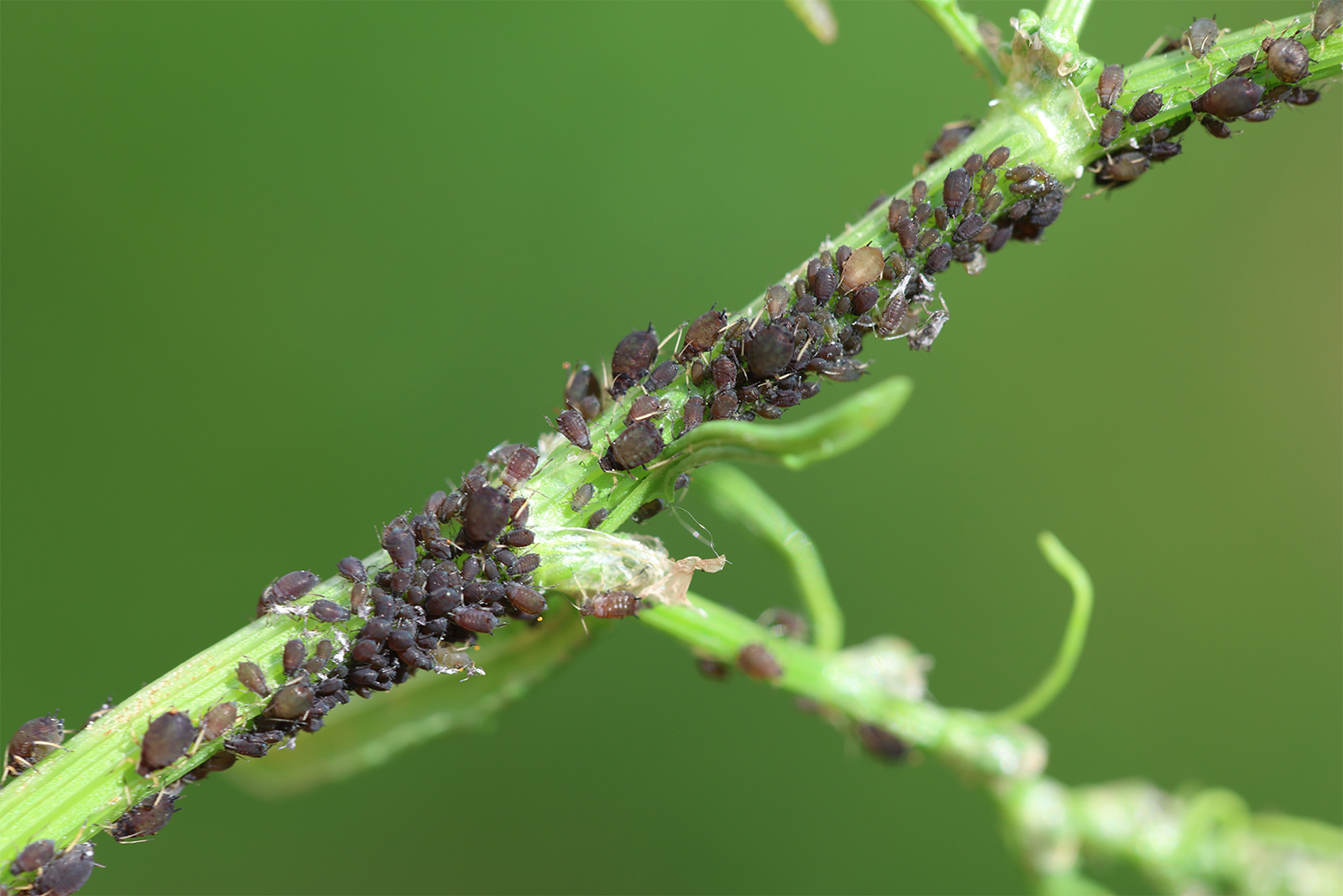 Колония тли на растении. © Uunal / Shutterstock / FOTODOM