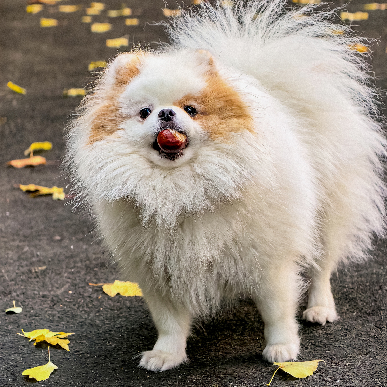 Мало кто любит вас так, как Саюри — бегать за каштанами