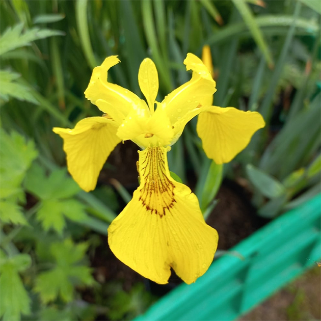 Так выглядит болотный ирис. © Ольга Геня