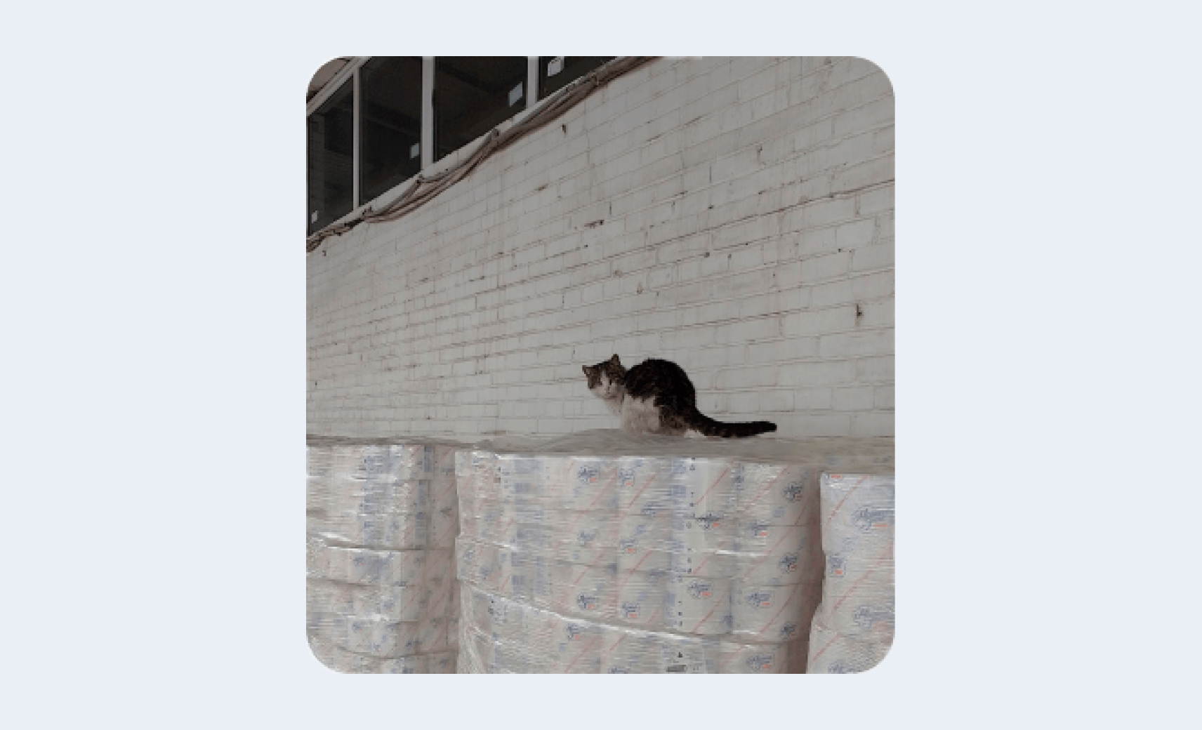 коты ишачат на заводе