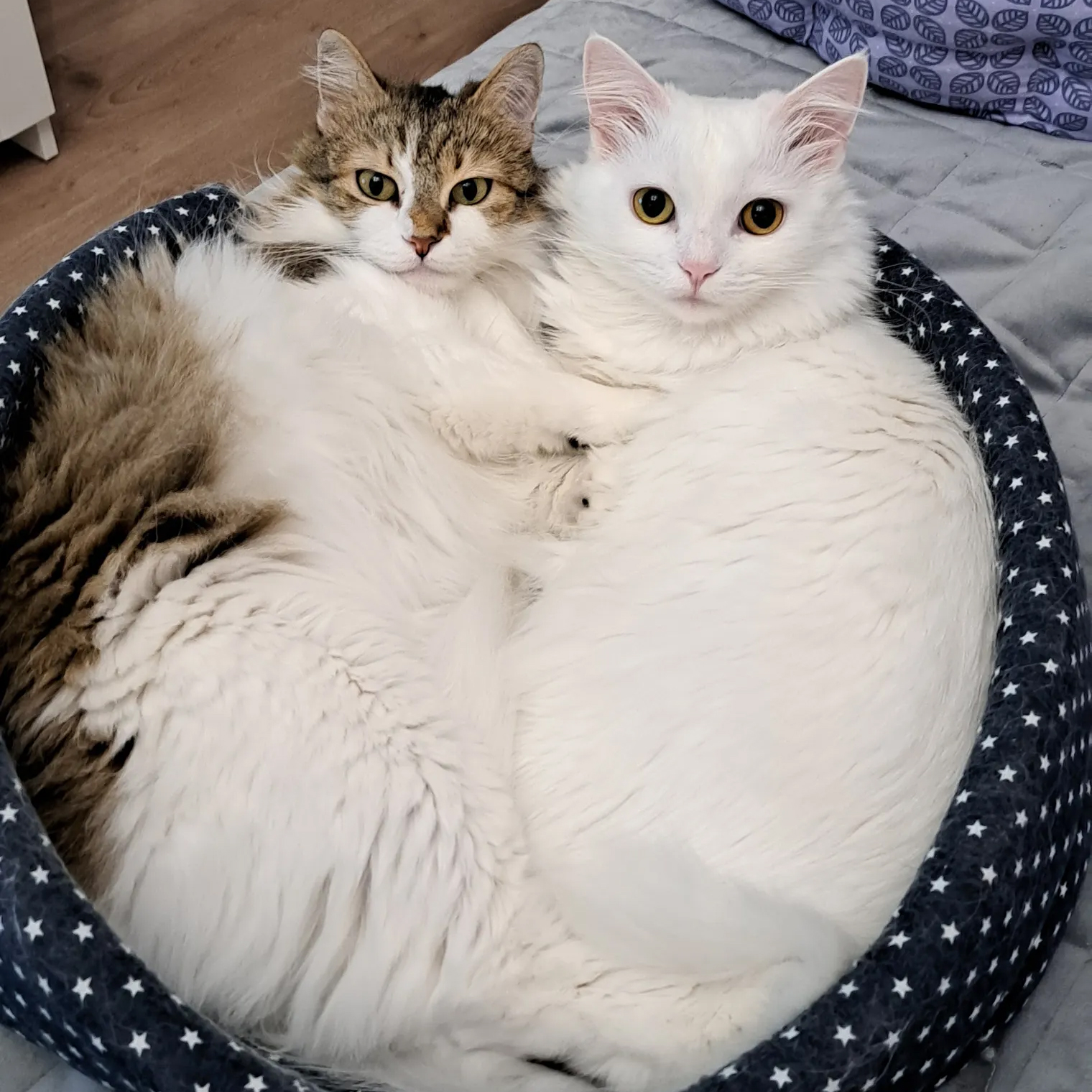 Это мои кошечки-сестрички — Васенька и Белочка. Любят спать вместе