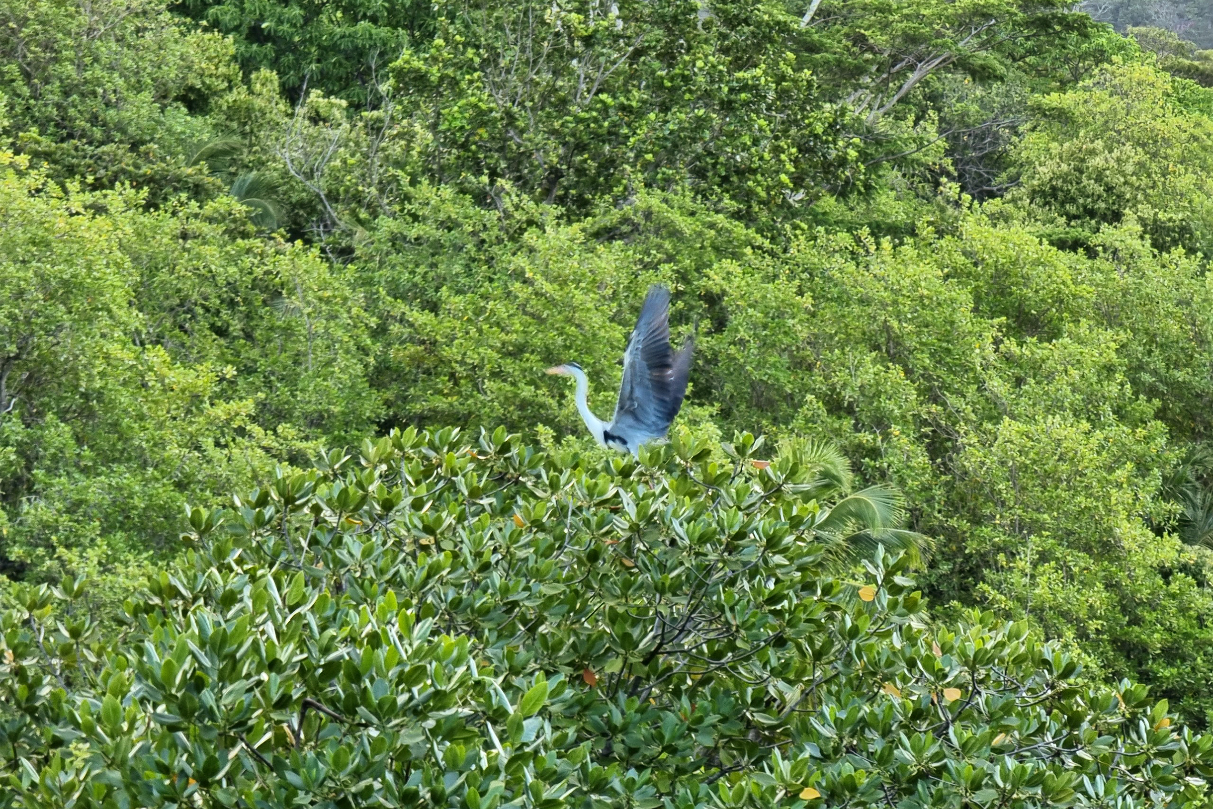 Силуэт покрыт густыми тропическими лесами, где обитает большое количество живности. Мы провели несколько вечеров, гуляя по тропинкам, проложенным между деревьями. Кстати, на острове нужно всегда брать с собой карту или навигатор: заблудиться очень легко
