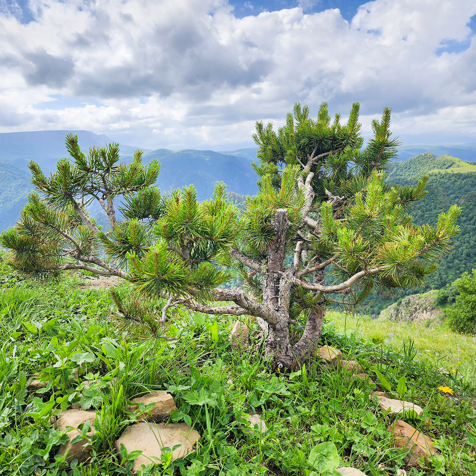 В горах деревья и кустарники низкорослые. На смотровой с качелями я увидела вот такую сосну. Она показалась мне очень симпатичной, и я решила сфотографировать ее на память