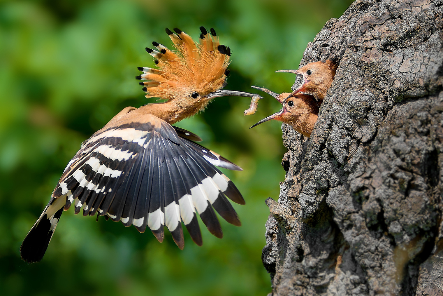 Удод — биологическое оружие против майского жука, особенно в период выкармливания птенцов. © mutinamatyas_photo / Shutterstock / FOTODOM
