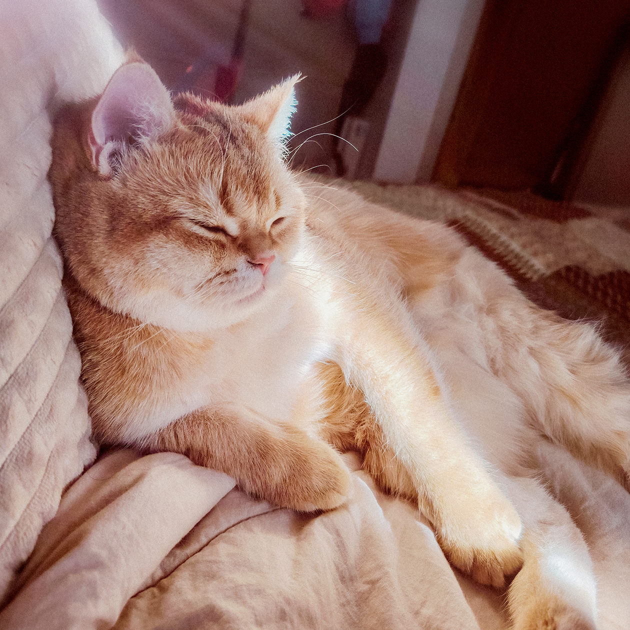 Греется с утра и кайфует. Всегда умиляюсь, как он вписывается в цвета моей спальни