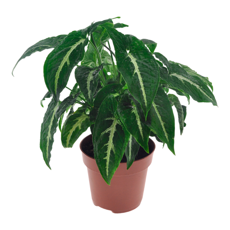 Сингониум вендланда