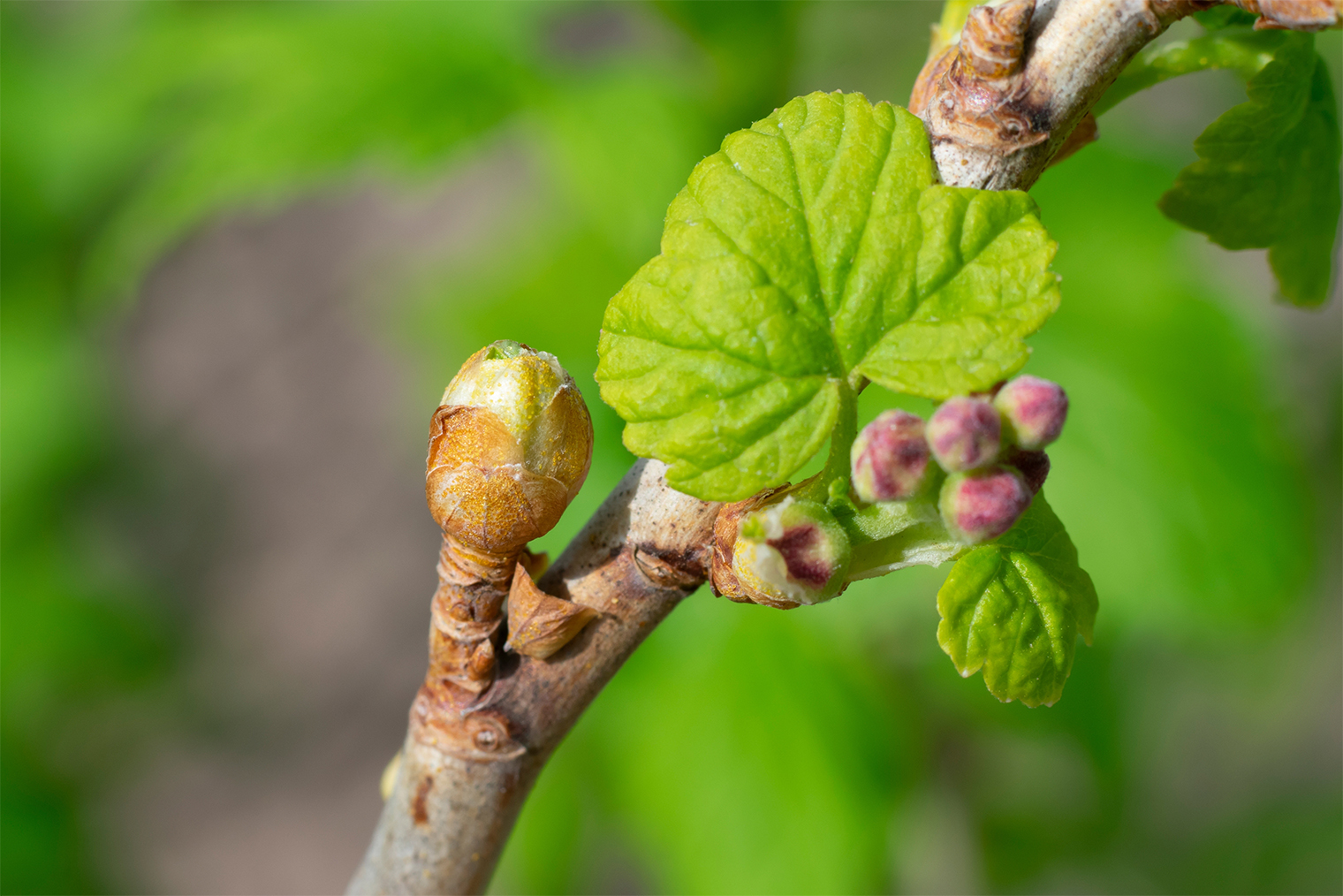 Почка, пораженная почковым клещом. © Sunny_Smile / Shutterstock / FOTODOM