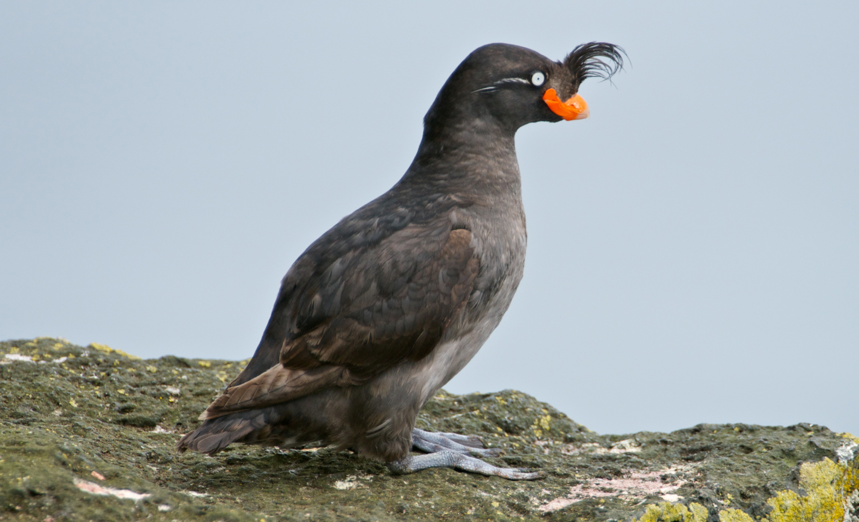 Большая конюга