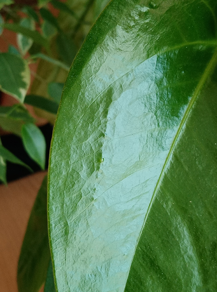 Эти пупырышки на листьях антуриума — не заболевание, а признак неравномерного полива