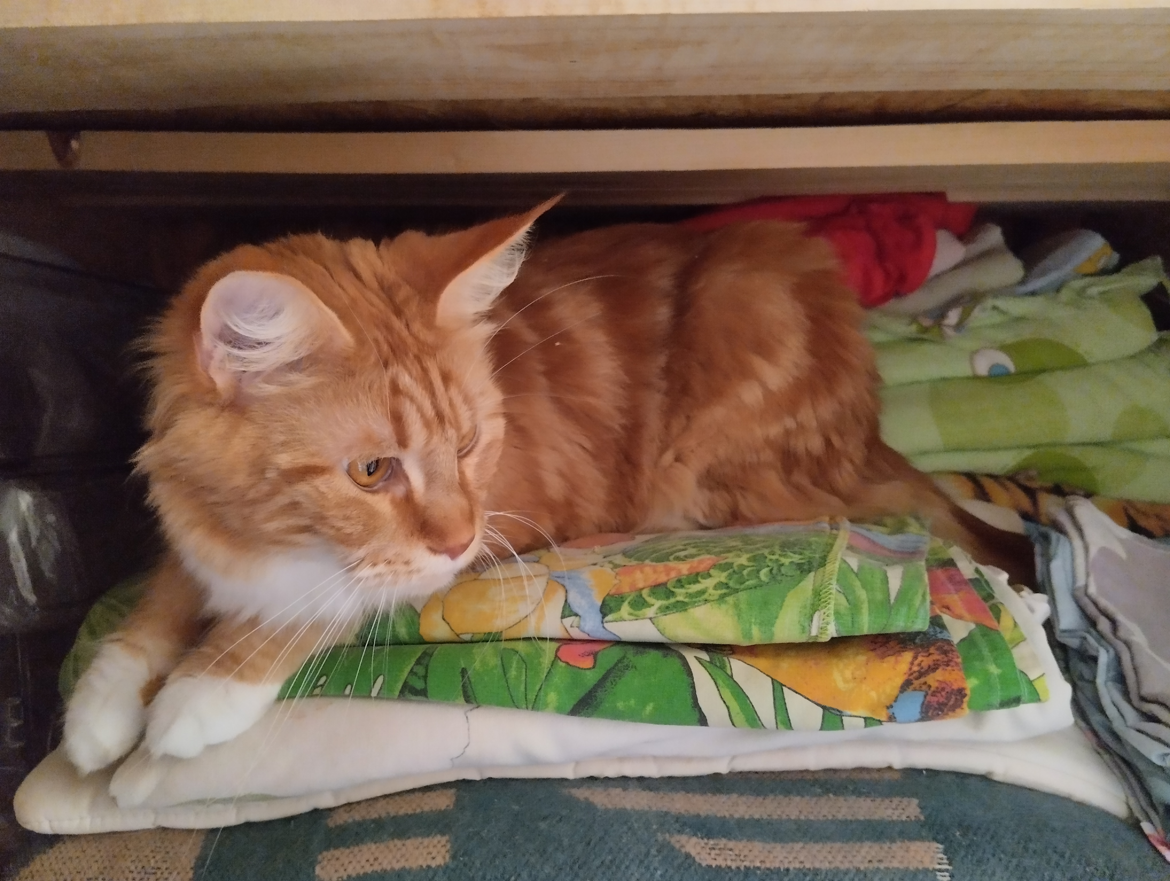 Хорошо на даче летом,печку натопил,в шкаф лег и спи😻