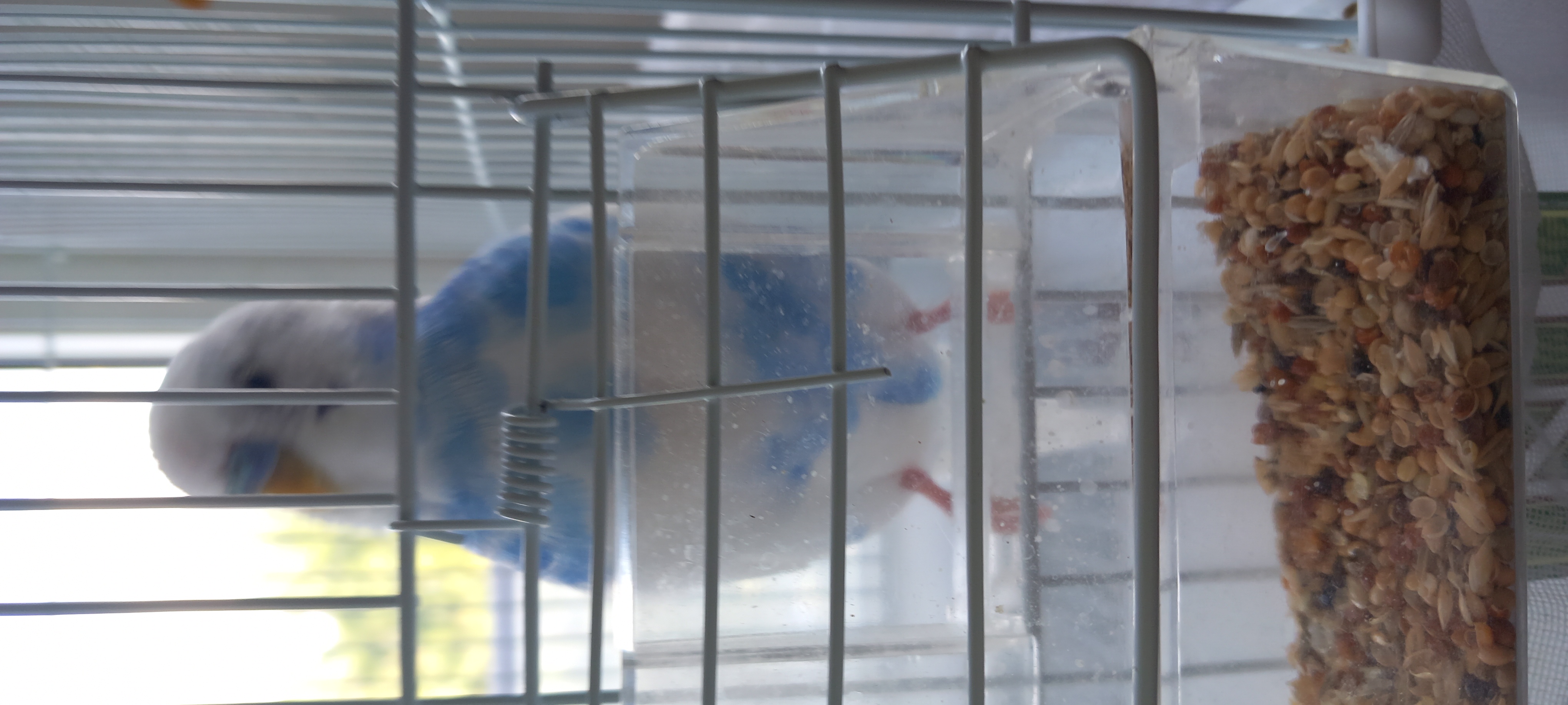 Мой ручной малышок Арчи на фоточках 🦜🌸