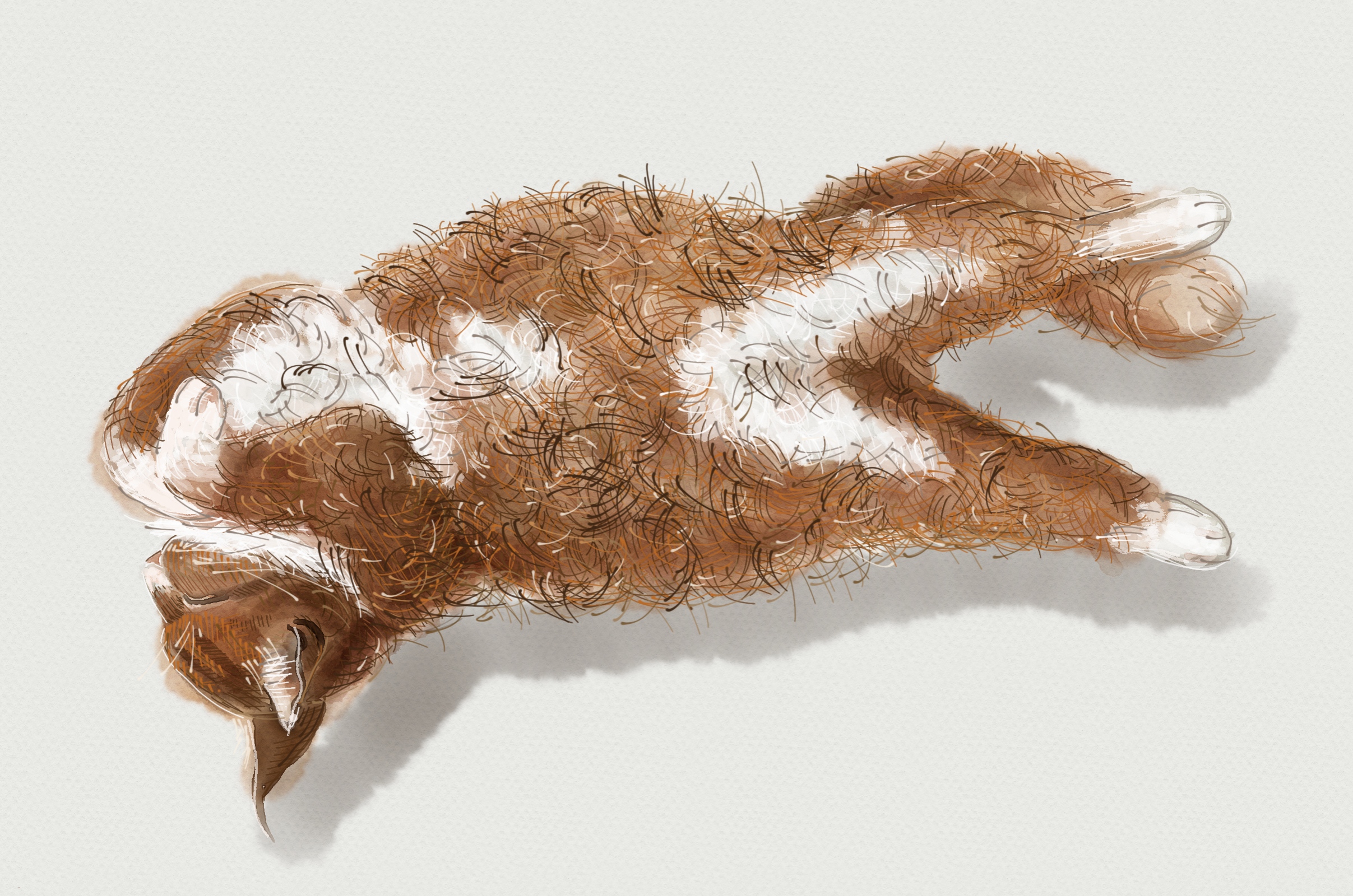Кот подруги