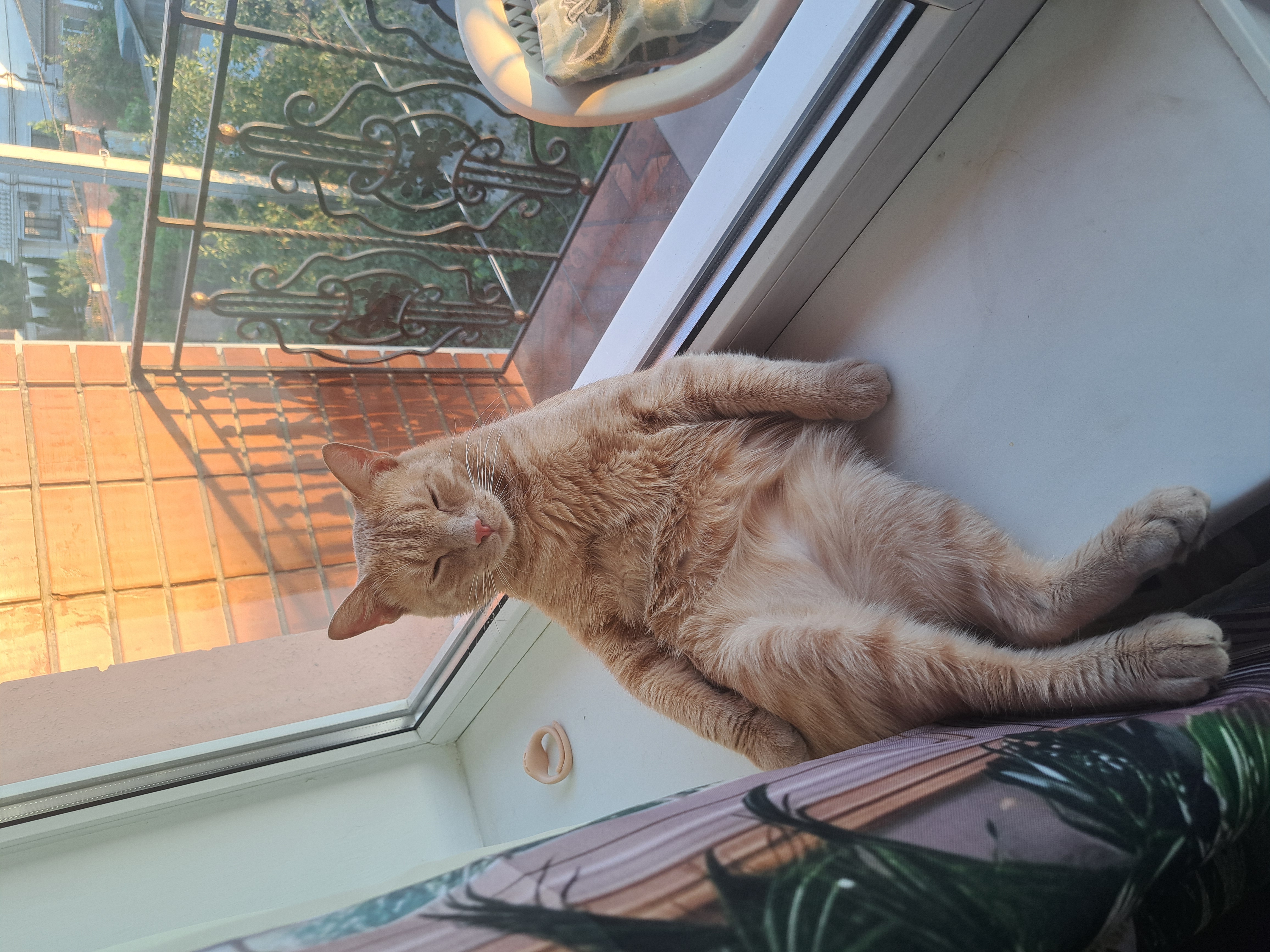 Кот Персик