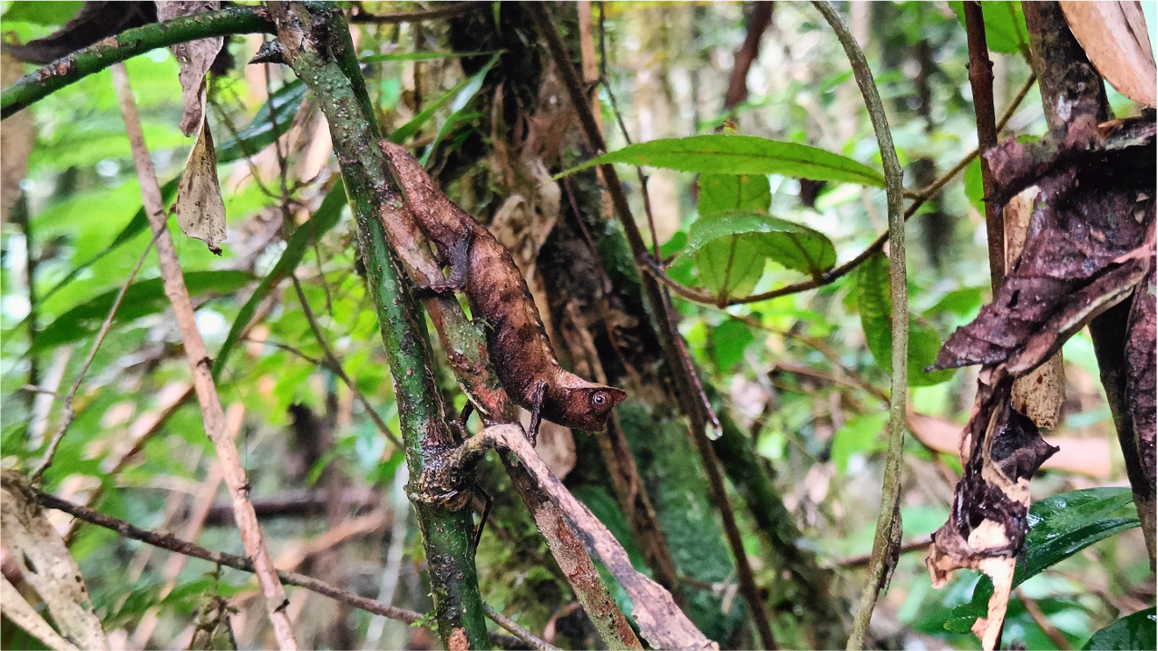 Листохвостый геккон