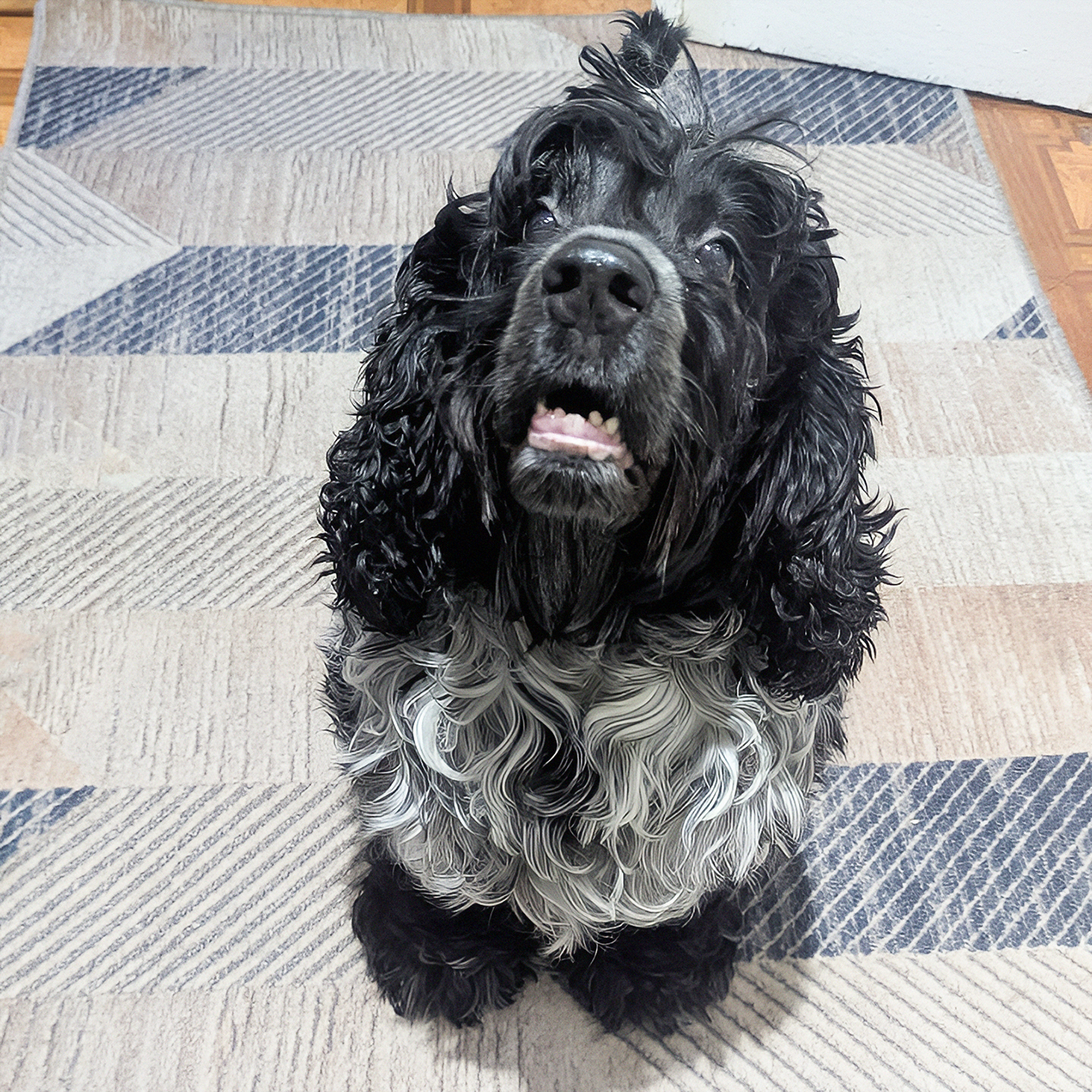 Псын просится на прогулку